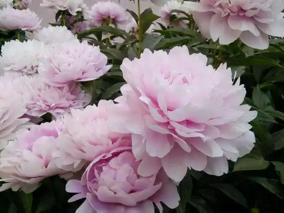 粉紫重瓣牡丹花_帖子_oppo手机官方社区