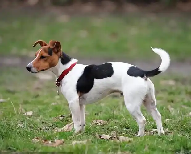 养宠小知识杰克罗素梗天使与恶魔的结合体又萌又坚强