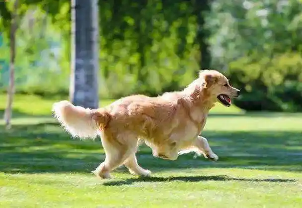 狗狗左右摇尾巴也有大学问?摇尾方向含义被我国科学家首次破译