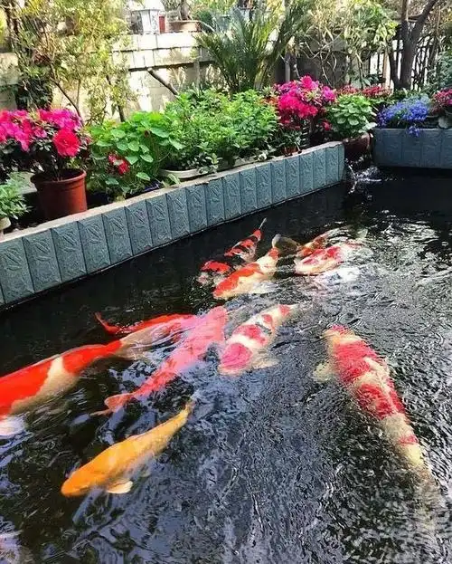 别墅庭院锦鲤鱼池过滤循环系统10大注意事项你真的要知道