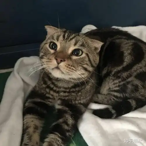 美短棕虎斑像狸花吗