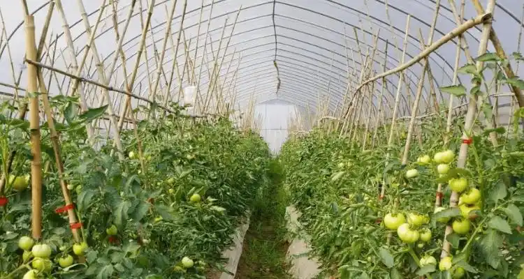 西红柿怎样搭架子