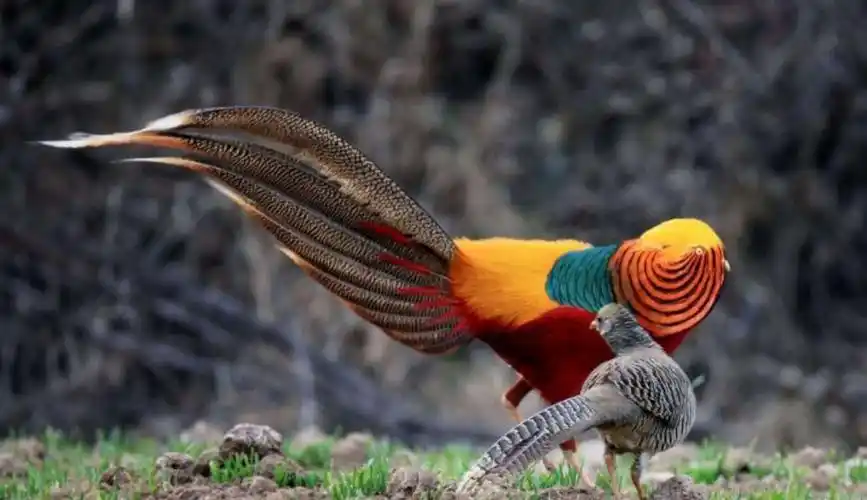 漂亮的七彩山鸡