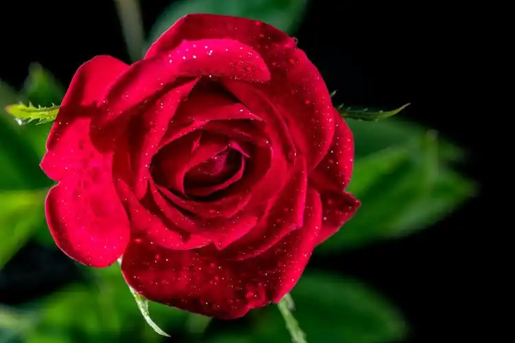 好一朵美丽的玫瑰花