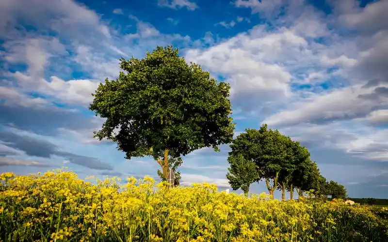 植树节绿色树木图片桌面壁纸自然植物植物图片绿色草地树木阳光植树节