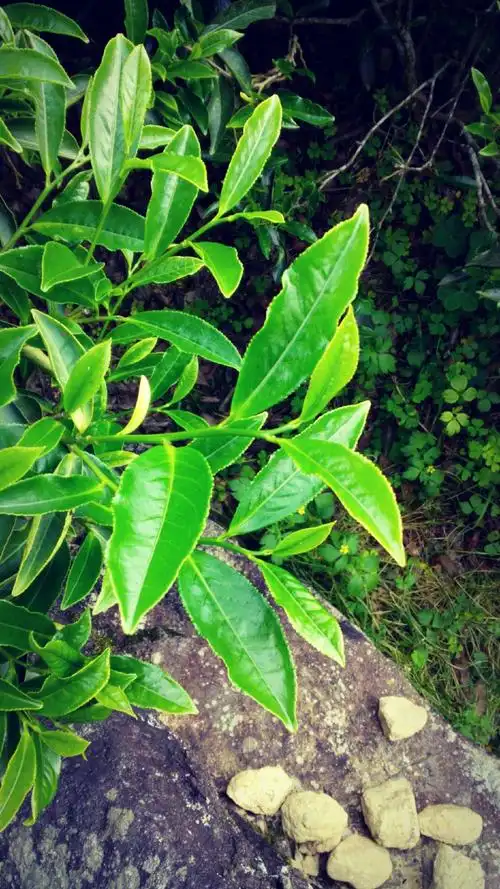 大乌叶茶 偷懒随拍 即使再忙也会抽时间 拍拍绿宝石般的茶叶 我爱凤凰