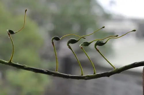 银桦–屏科大机构典藏 植物学图典资料库