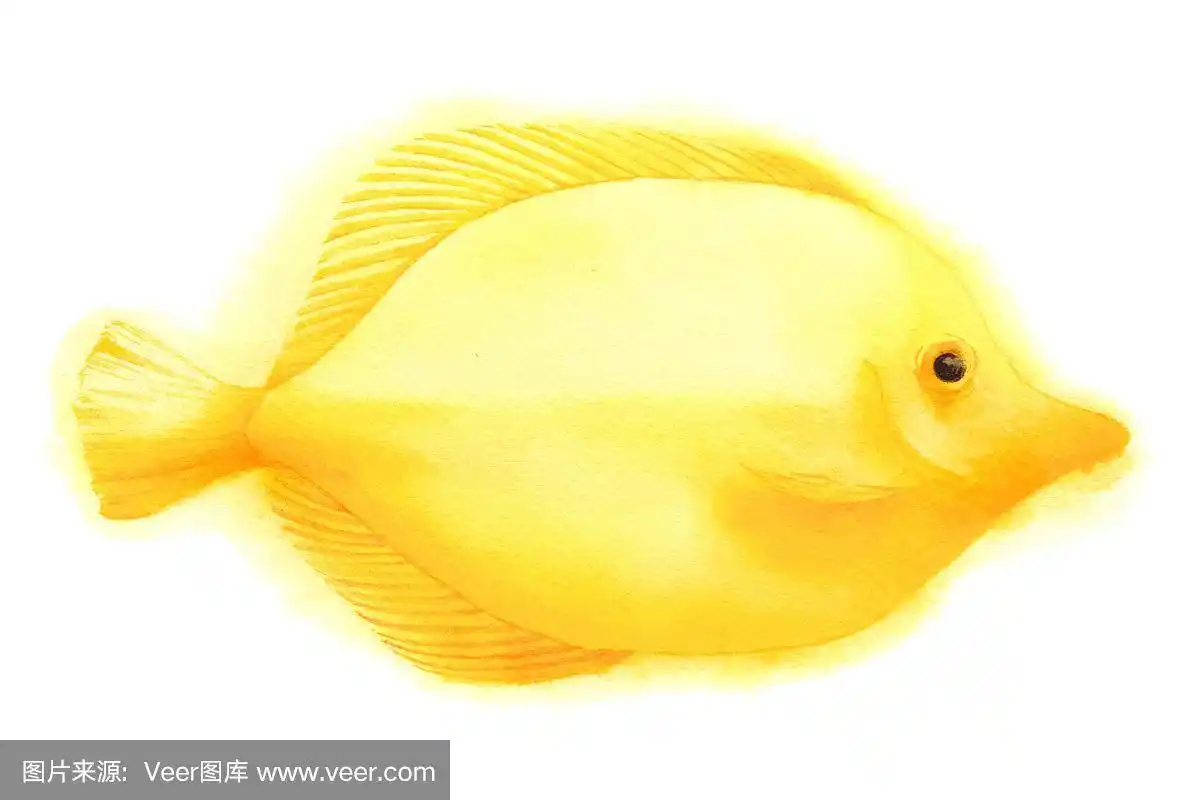 ocean yellow tang fish.