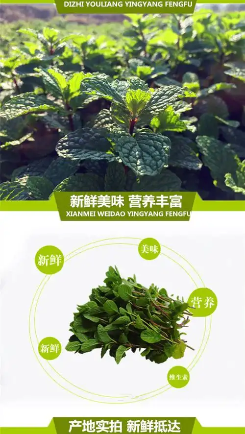 青樱红荔桑叒新鲜薄荷叶食用鱼香食香菜薄荷健康新鲜薄荷留兰香大叶