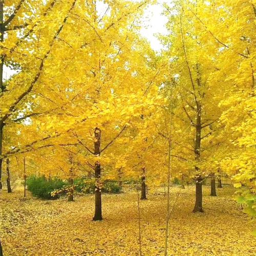 枫麦萱银杏树苗庭院别墅大型行道风景树银杏白果树园林绿化工程绿化