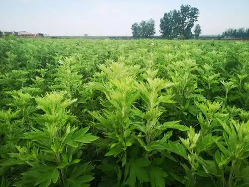 【热门】当涂含绒量高艾草批发方式