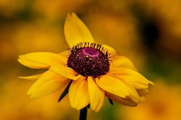 【首发】美丽的毛叶金光菊4