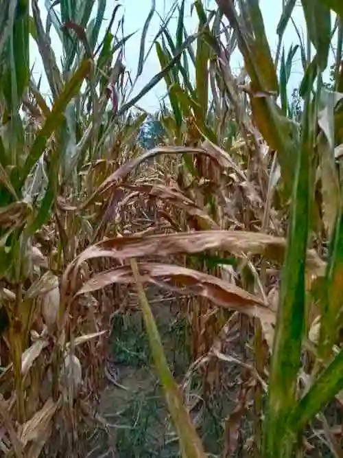 在快成熟期叶子发黄不几天玉米棵就枯萎了