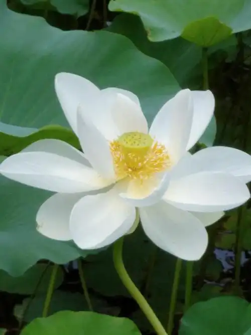 白色荷花,满脸笑容,洁白无瑕,这是来到人间的碧波仙子.