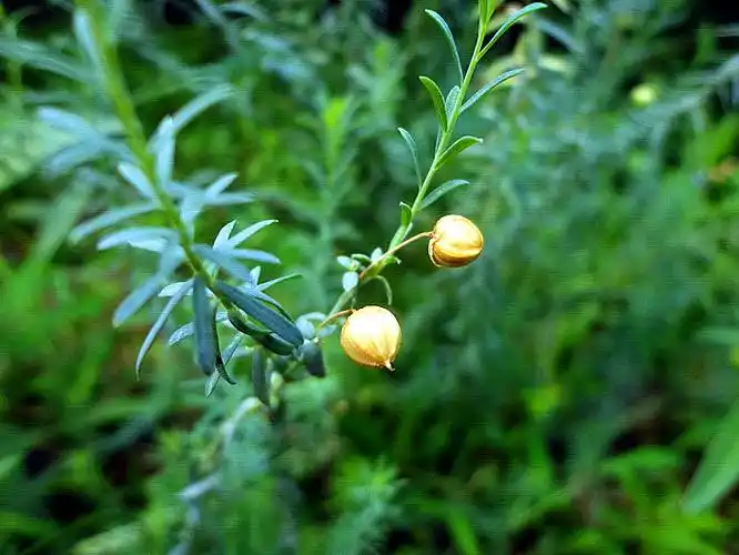 亚麻科宿根亚麻