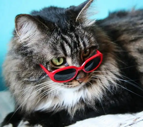 当猫咪带上眼镜