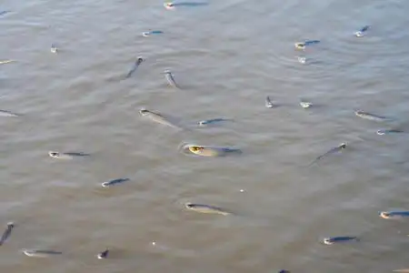 呼吸氧气鱼在水面上呼吸.水中缺乏氧气照片