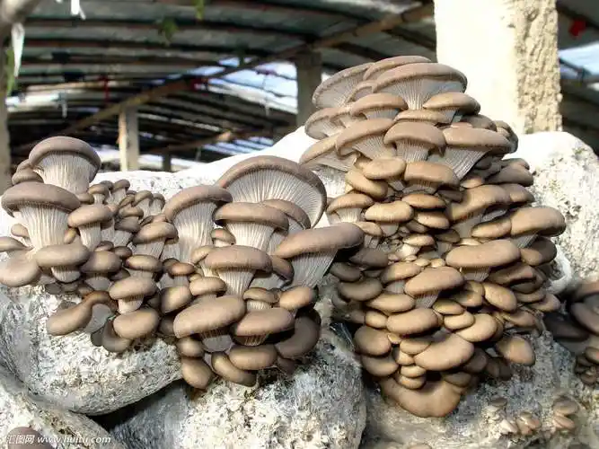 平菇一个人能管理多少