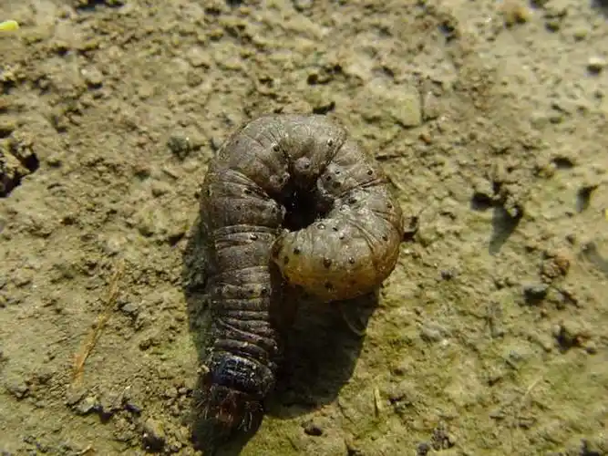 小地老虎和黄地老虎的区别黄地老虎和小地老虎的区别