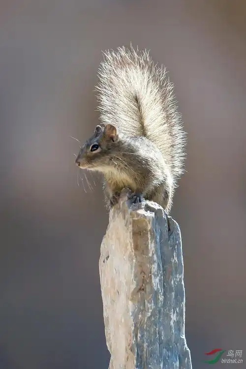 翘尾巴的松鼠 - 广西版 guangxi 鸟网