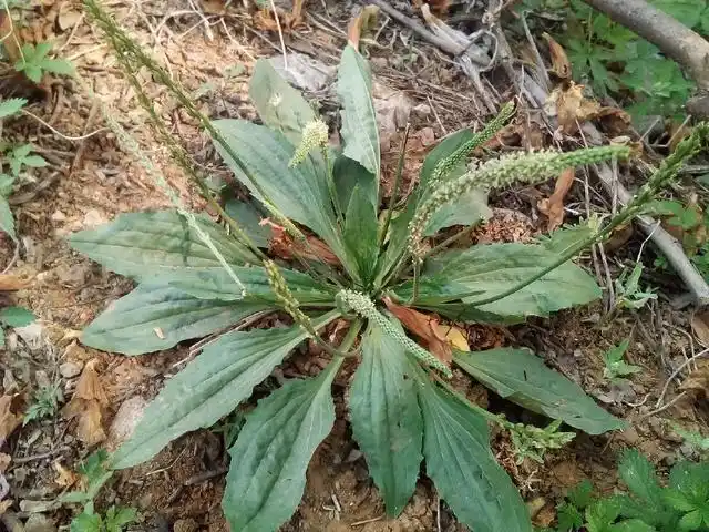 农村一些中草药,你看到也可能不知道有用,值得收藏!
