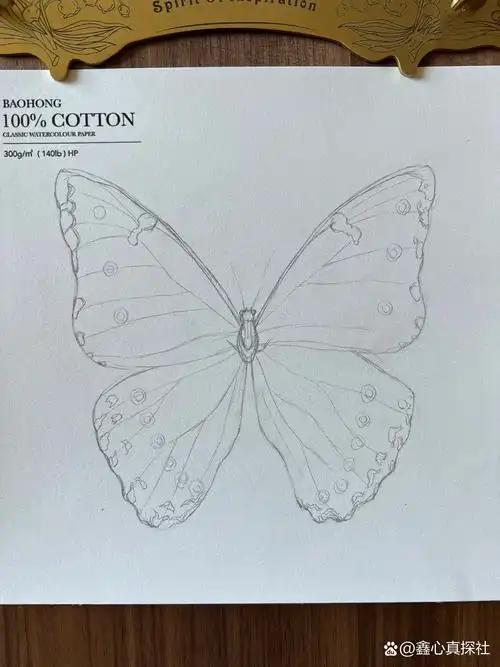 3.0|三步教你画蝴蝶(附过程图