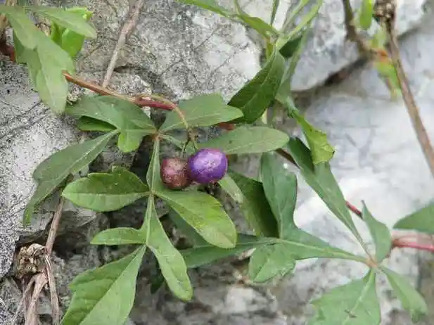白蔹的功效与作用及禁忌中药白蔹图片