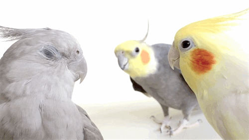 鹦鹉吵架交流点头gif动图_动态图_表情包下载_soogif