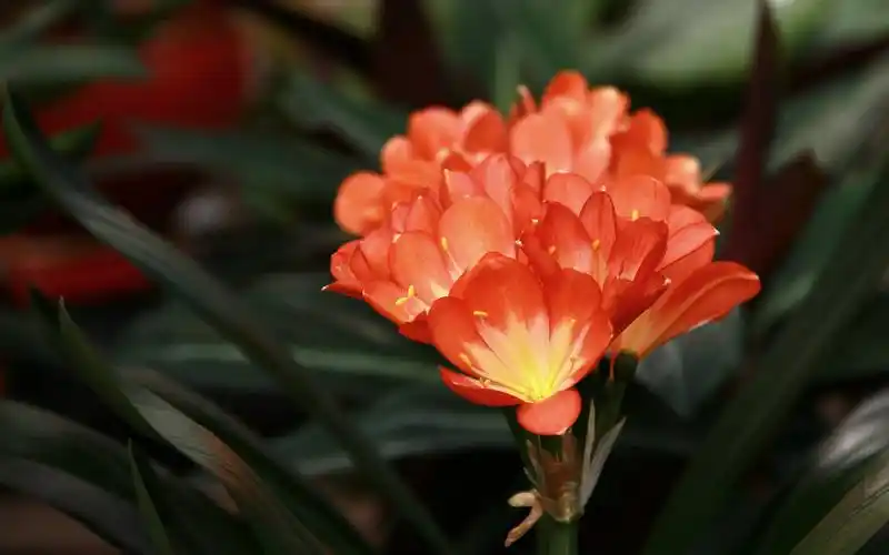 黄金花卉是什么花