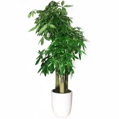 三杆步步高单棵发财树盆栽室内大型办公室绿植植物大型绿植