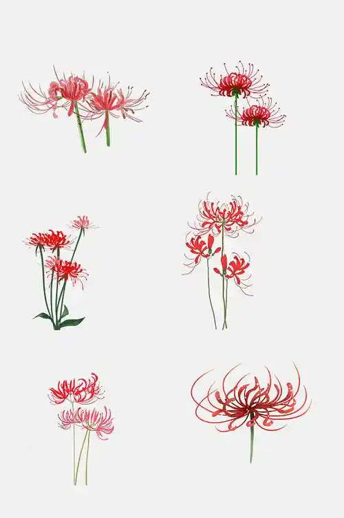 彼岸花曼珠沙华花卉元素素材