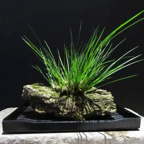 菖蒲盆景_附石菖蒲 野生虎须石菖蒲龙根盆景文人雅室清供抱石乌龟缸