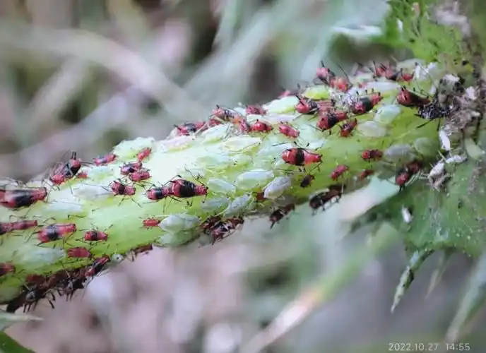 蚜虫种类繁多,各有其独特特征与防治方法