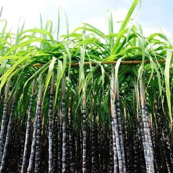 格沃斯(gewosi)【甘蔗批发10斤】正宗广西黑皮甘蔗新鲜超甜整根甜杆5