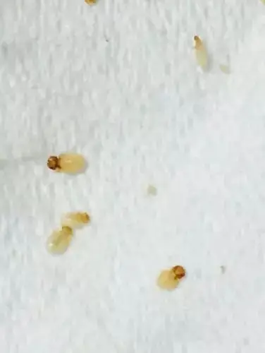 别忽视那是跳蚤的信号!