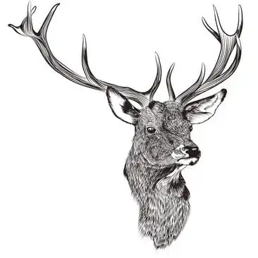 黑白手绘麋鹿素材