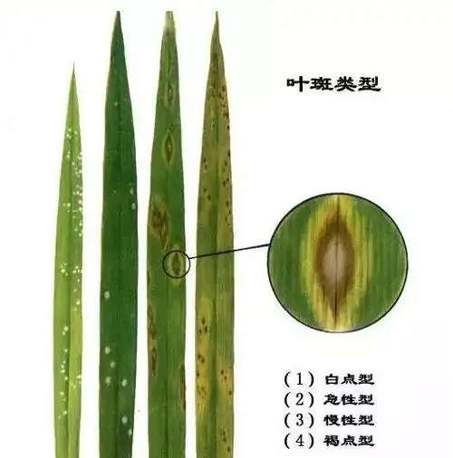 今年水稻稻瘟病将呈偏重发生!发病面积大到惊人.