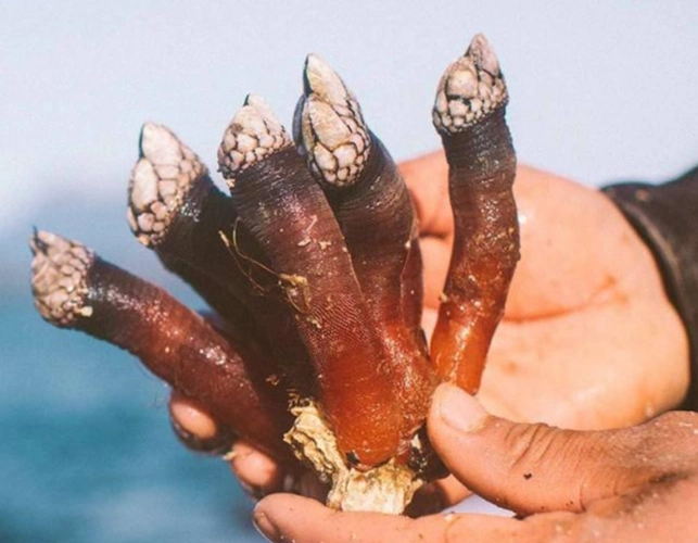 藤壶的寄生原理使得它成为了一种"特殊定位器",人们可以根据鲸鱼身上