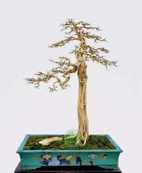 图解21种盆景造型风格你喜欢哪种