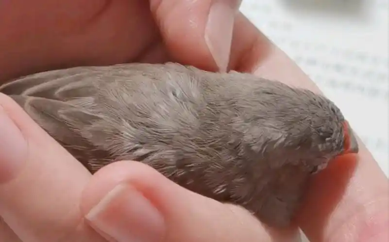 【珍珠鸟】睡成一滩戳不醒的毛球团子