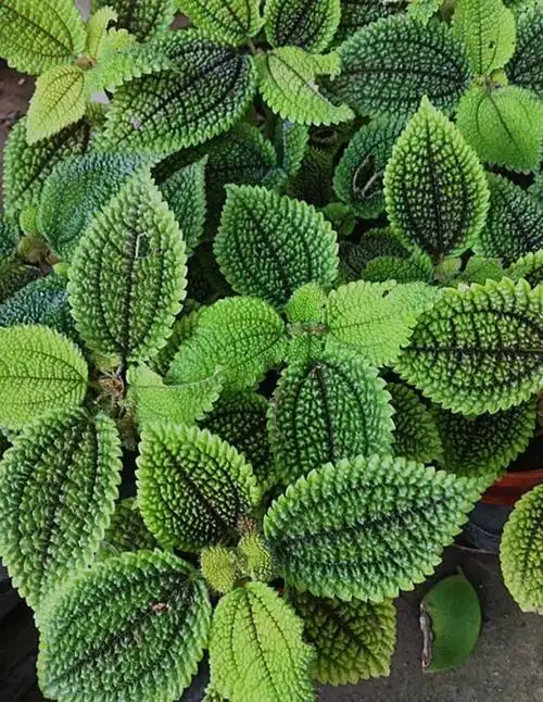 植物百科皱叶冷水花