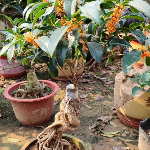 精选桂花盆景一物一拍靠接提根桂花老桩造型桂八月桂老金桂沉香桂