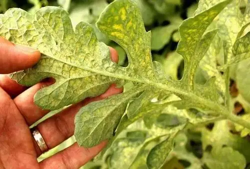 红蜘蛛危害症状红蜘蛛有朱砂叶螨,二斑叶螨等多种,危害西瓜的主要是