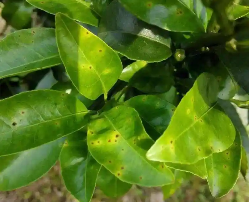 柑橘褐斑病的 ***  *** (柑橘褐斑病用什么药效果好)