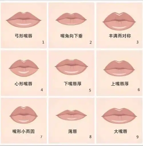 唇形状分类图