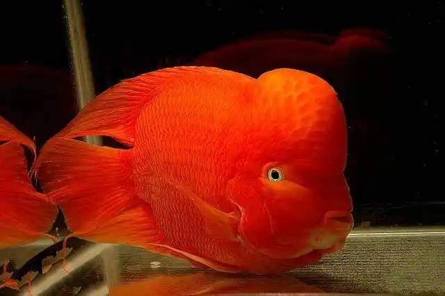 财源滚滚向你来----财神鱼