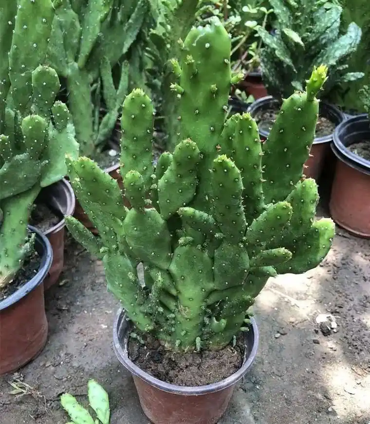 千手观音仙人掌盆栽千佛手植物室内阳台绿植花卉防辐射类多肉植物