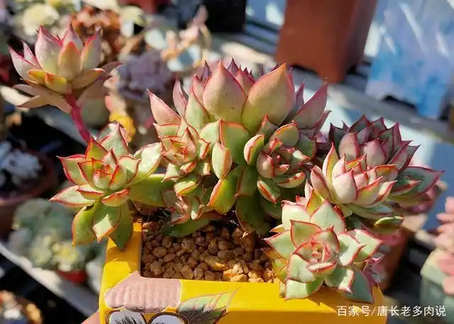 养多肉宝莲灯是因为它好看吗肤浅了咱不看脸咱养的可是情怀