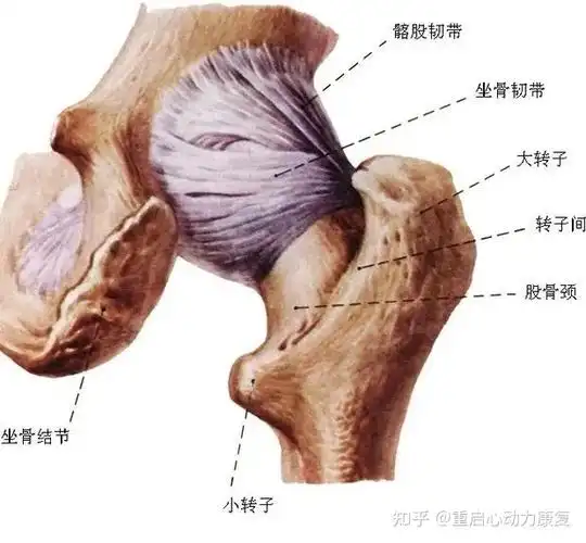 髋关节(后面观):髋关节(前面观):髋的位置和解剖01目前生活中,久坐是
