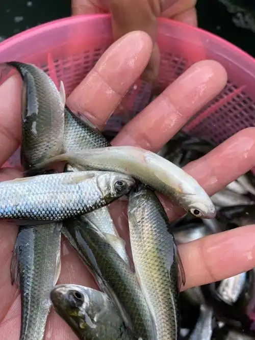 [金草鱼苗批发]俄罗斯金草鱼苗批发 金鲩鱼苗批发,支持全国发货空运